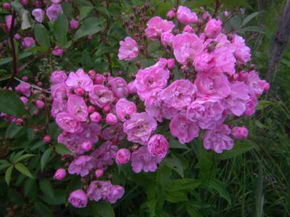 ‘Heavenly Pink’, rosa blühende Blütenbüschel