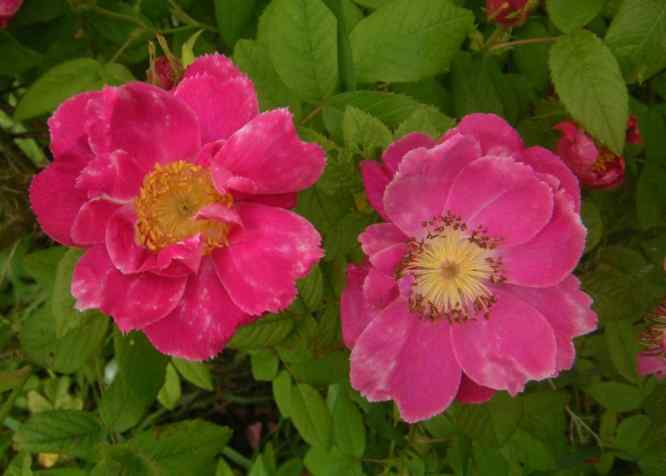‘Heinrich Ilmari’, zwei gefranste rosa-rote offene Blüten