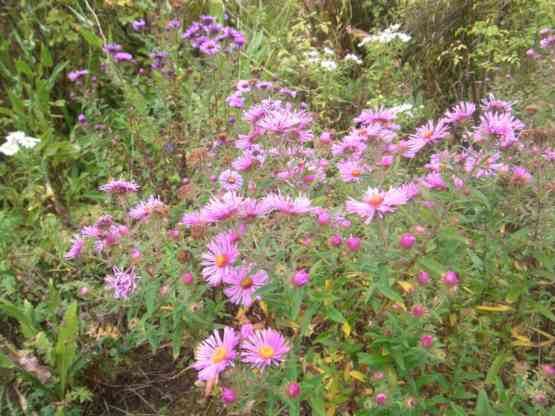 bunte Herbstastern