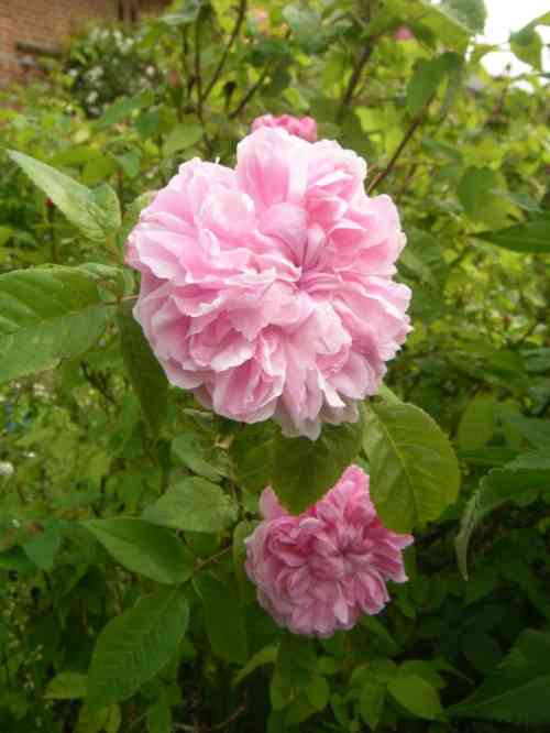 ‘Jacques Cartier’, dicht gefüllte rosafarbene Blüten