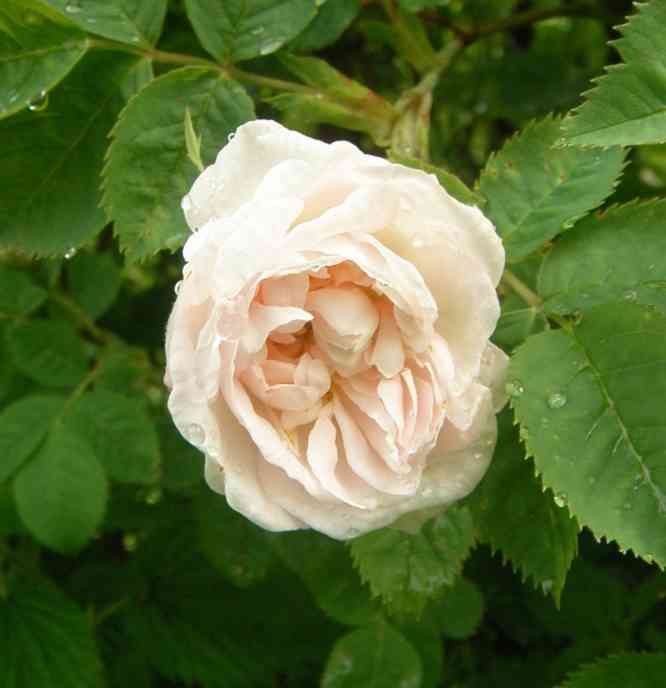 ‘Jeanne d’Arc’, gefüllte zart hautfarbene Einzelblüte