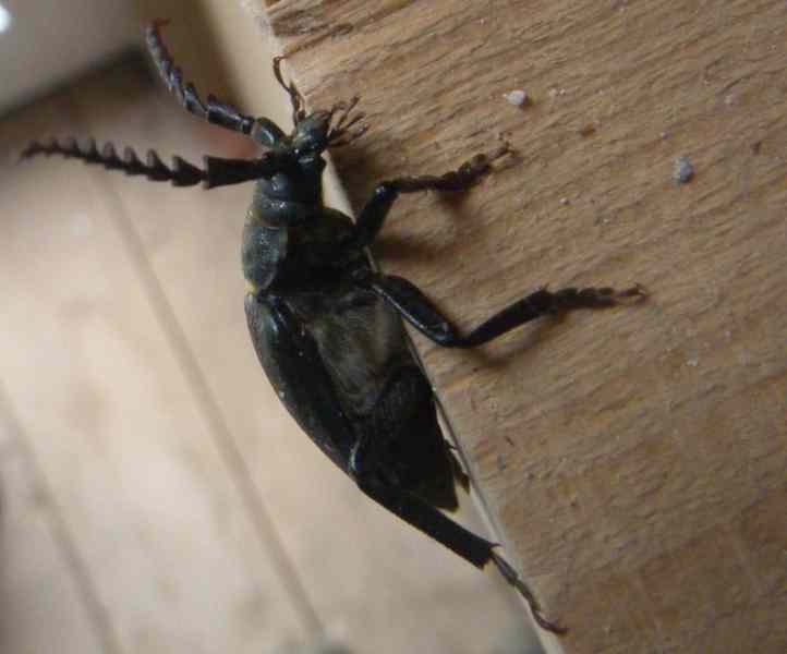 unbekannter schwarzer großer Käfer, Seitenansicht