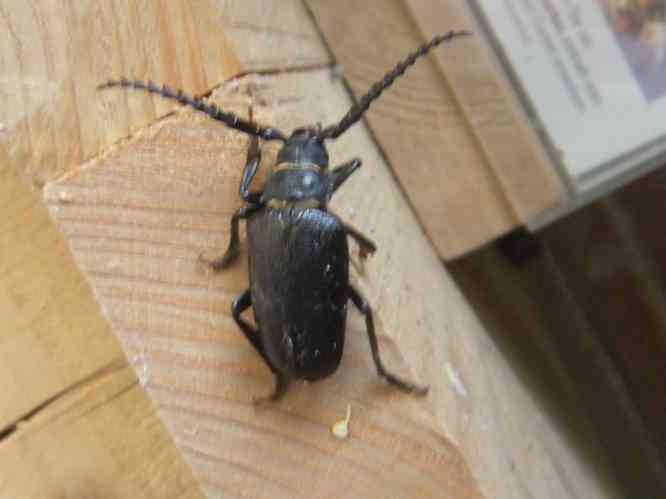 unbekannter schwarzer großer Käfer, Aufsicht