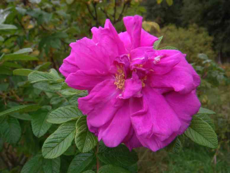 “Kaiserin des Nordens”, Nahaufnahme Einzelblüte im Herbst