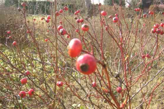 ‘Kamtchatika’, haltbare Früchte gegen Ende Februar 2024.