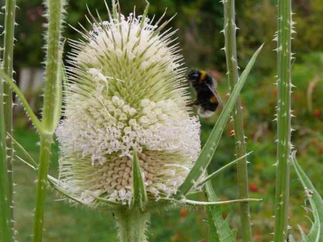 Blüte Karde Nahaufnahme