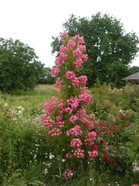 Beispiel ‘Kew Rambler’ x Rosa multiflora adenochaeta