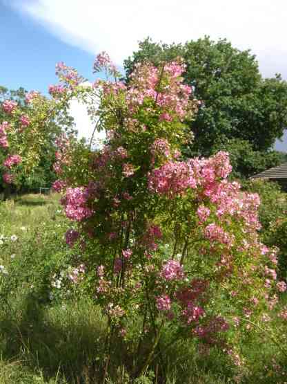 “Kew Rambler x Rosa multiflora var. adenochaeta”, an einem Dreifuß blühend