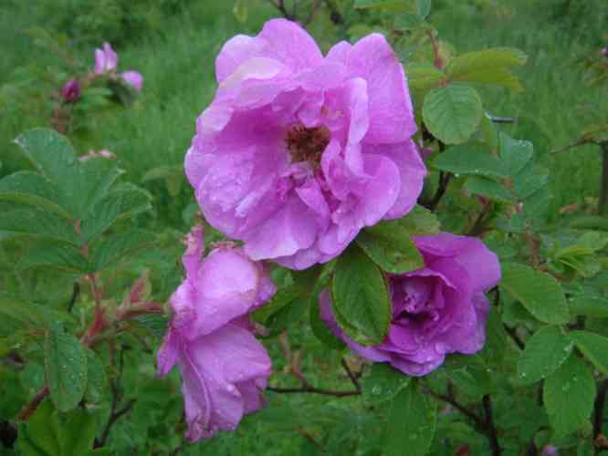 “Kirovsk”, frühe Blüten in lila-rosa