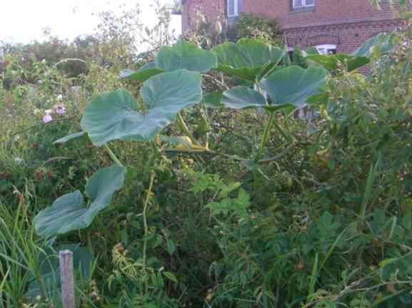 Kürbis, kleine Früchte und Laub über Rosen