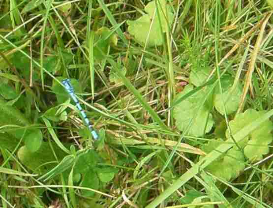 Blaue Libelle in Wiese