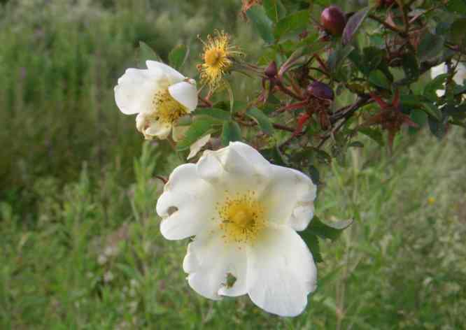 “Linnanmäki”, kleine Nachblüte gegen Ende Juni