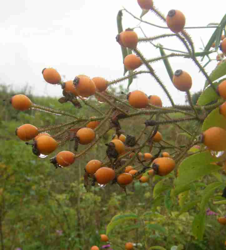 ‘Louis Rambler’, orange Früchte