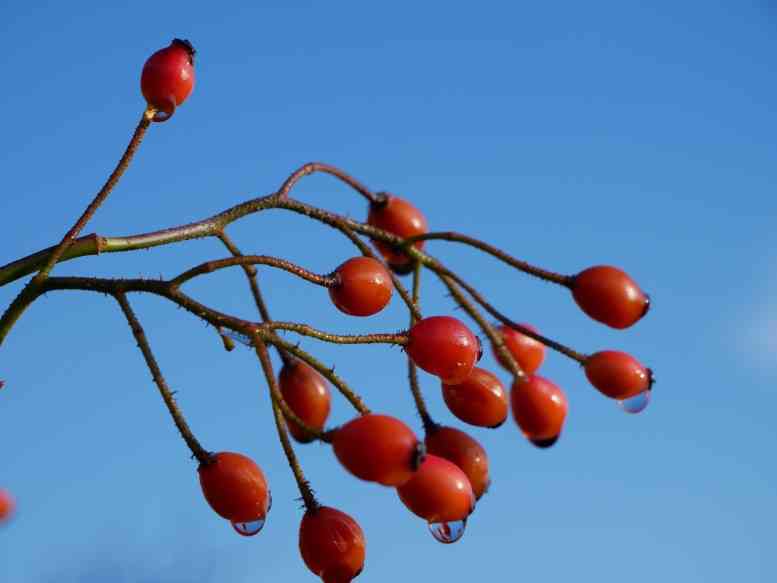 ‘Louis Rambler’, rote Früchte am Strauch.