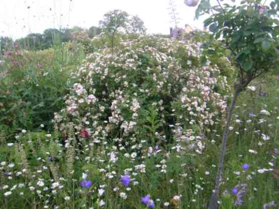 “Lykkefund, creme”, blühender Strauch im Garten