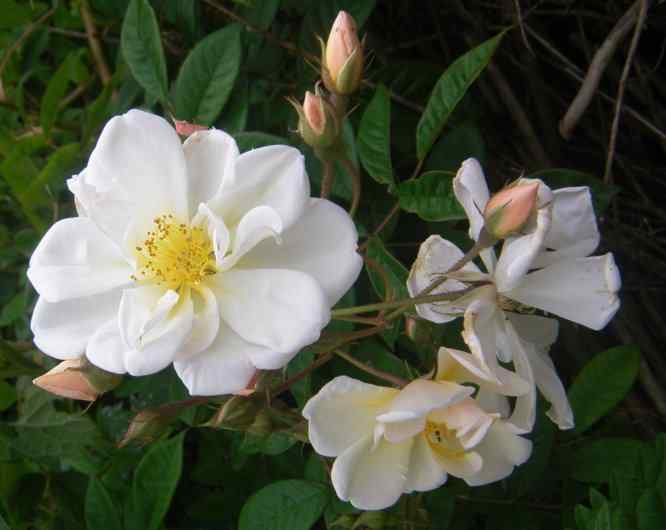 “Lykkefund, rosa”, weiße offene Einzelblüte und Knospen
