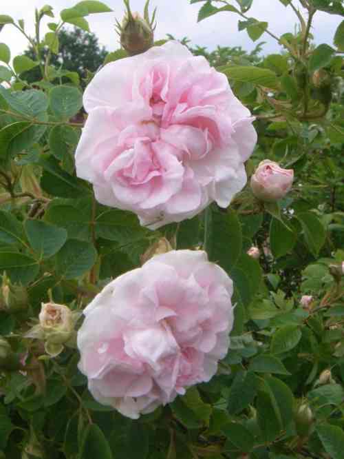 ‘Maidens Blush’, geöffnete zart rosafarbene Blüten