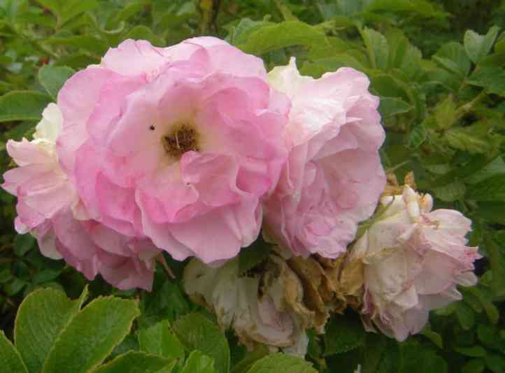 ‘Marga’, rosafarbene Einzelblüten