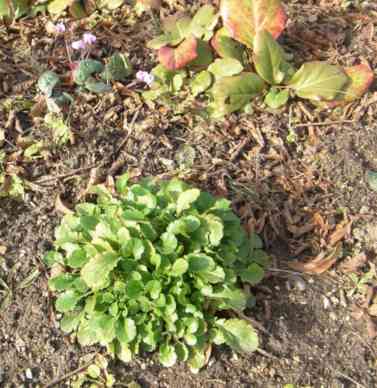 Garten-Aplenveilchen und Margeriten-Rosette.