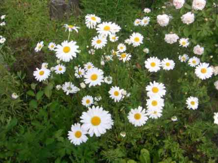 Margeriten im Hausgarten