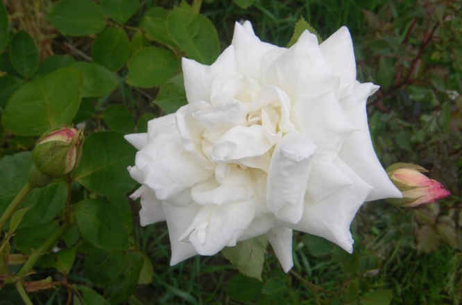 ‘Martin Luther’, weiße große gefüllte Blüte und rosafarbene Knospen