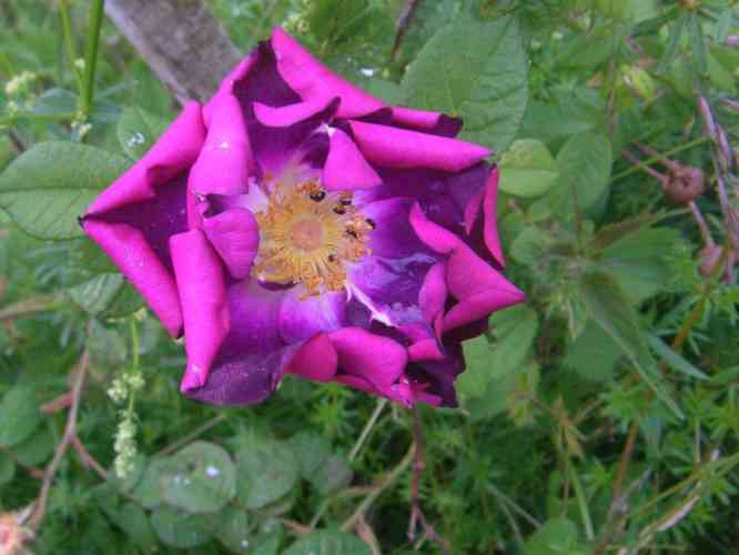 ‘Merveille’, dunkelrote offene Einzelblüte