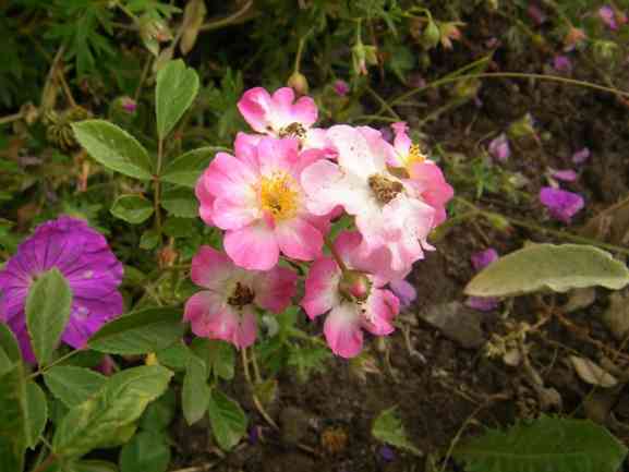 ‘Mini Rosa Polyantha’, Blüten