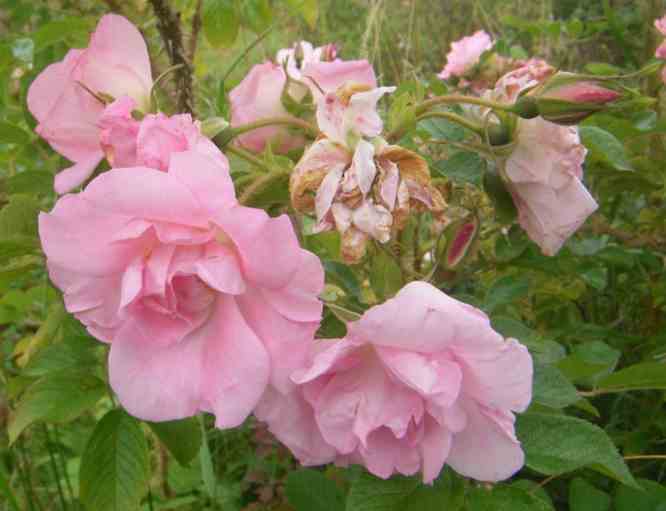 Namenlose Rose, rosafarben, großblumig, locker gefüllt