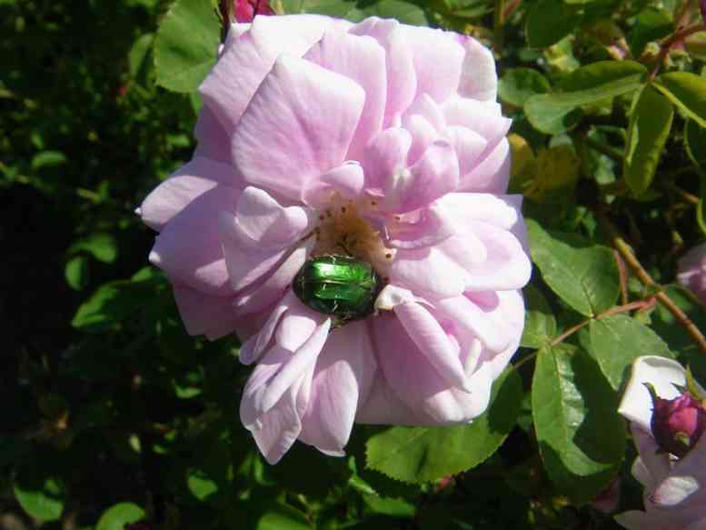 “NoName Typ rosa Dr. Reynaud”, Blüte mit Rosenkäfer