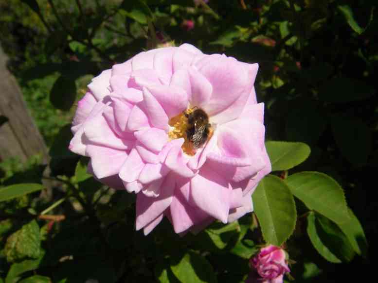 “NoName Typ rosa Dr. Reynaud”, Blüte mit Wildbiene