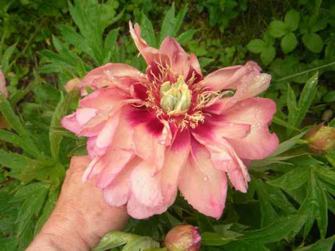 große Blüte einer Päonie in meiner Hand