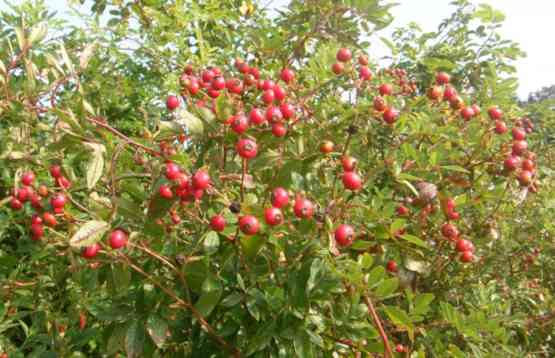 “Park Föhr, Mitbringsel Nr. 2”, zahlreiche kleine rote Früchte am Strauch