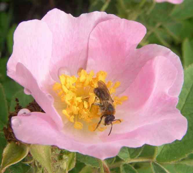 “Park Föhr, Mitbringsel Nr. 1”, zarte rosafarbene Einzelblüte mit Biene