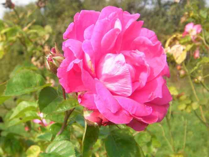 ‘Party Hardy’, rote Einzelblüte.