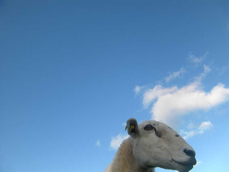 Schafkopf vor blauem Himmel.