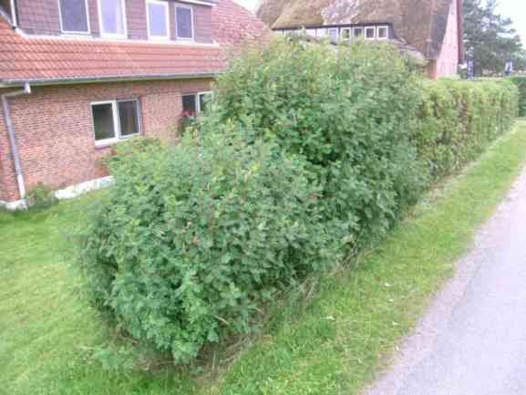 Rosen-Form-Hecke