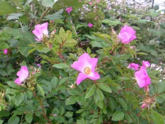 Ausschnitt einer Strauchrose, mutmaßlich Rosa foliolosa.