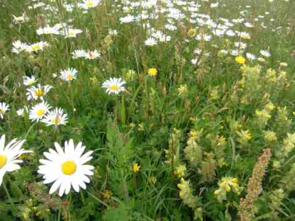 Wiese aus u.a. Margerite, Klappertopf, Sauerampfer, Flockenblumen