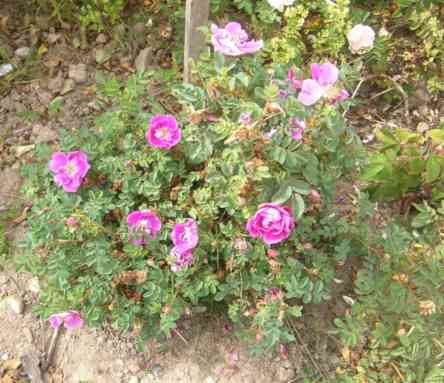 ‘Peter Boyd’, kleiner Strauch in Blüte