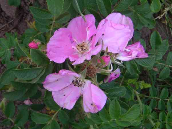 ‘Pink Surprise’, Blüten