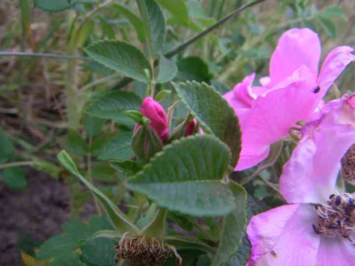 ‘Pink Surprise’, Laub, Knospen, Blüten