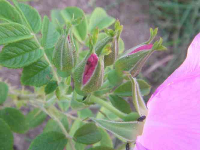 ‘Pink Surprise’, mehrere Knospen beisammen