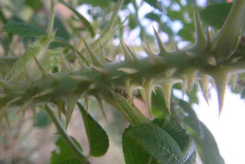 ‘Pink Surprise’, Trieb mit kräftigen Stacheln