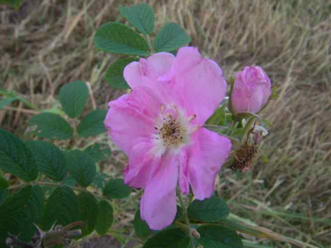 ‘Pink Surprise’, Blüte seitlich gesehen