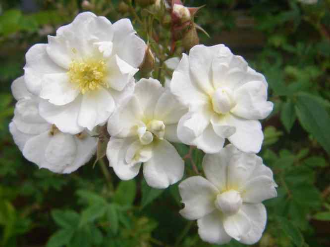 ‘White Rose of Finland’, Blütenbüschel kleiner weißer Blüten
