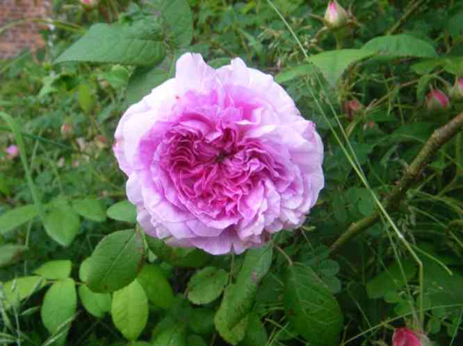 ‘Président de Sèze’, dicht gefüllte Einzelblüte in rosa-violette