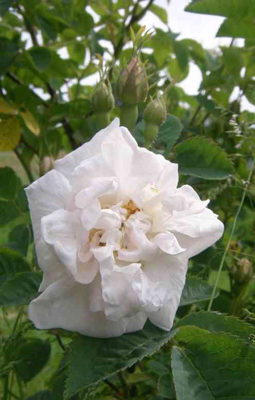‘Princess Lamballe’, geöffnete weiße Blüte