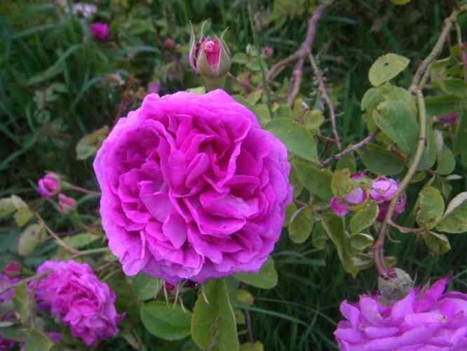 “Reine des Violettes, Sport”, pink-violette Blütenrosette