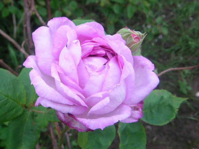 “Reine des Violettes, helle var.”, sich öffnende Blüte in zart rosa-lila