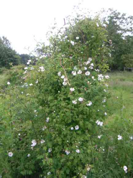 Rosa arvensis an einem Dreifuß, Beginn weiße Blüte